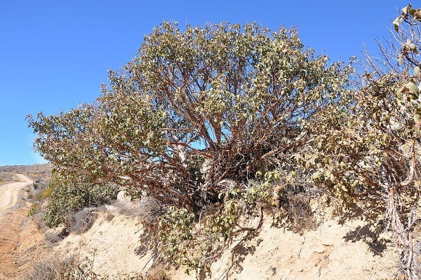 arbusto de Cistus laurifolius