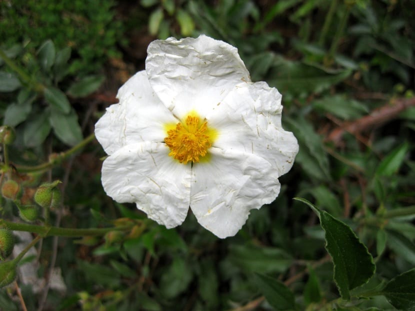 detalle de la flor del Cistus laurifolius