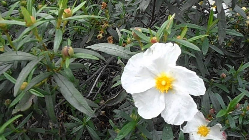 flores jara de hojas de laurel