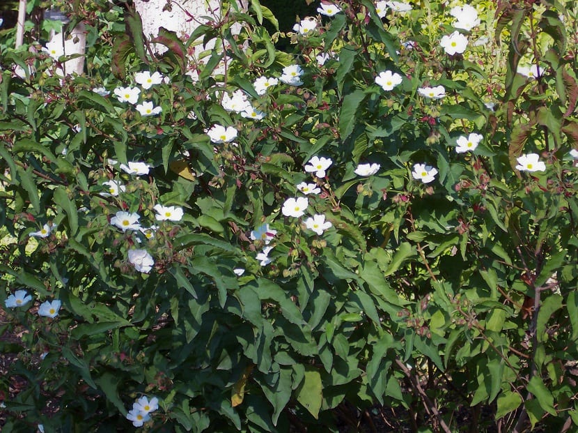 arbusto lleno de flores blancas