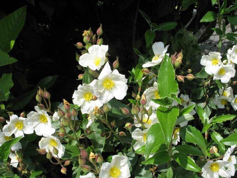 pequeñas flores blancas floreciendo