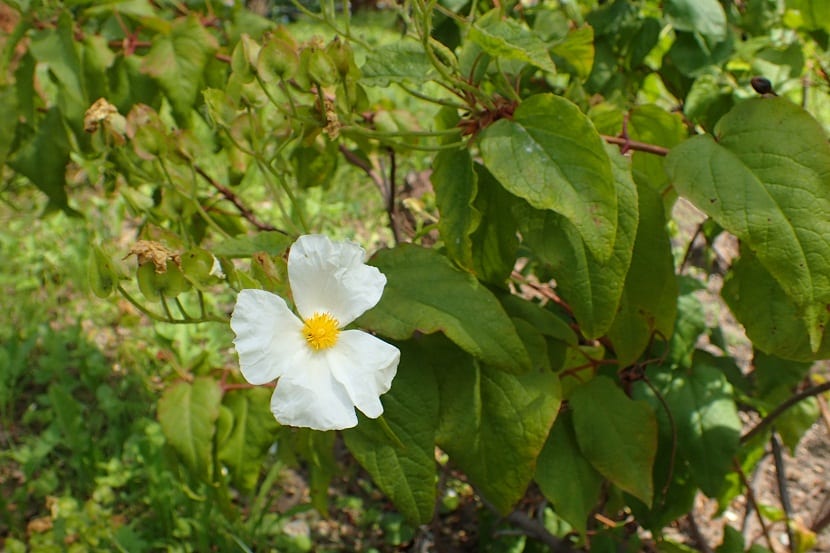 Planta con una Arbusto con pequeña flor de color blanco
