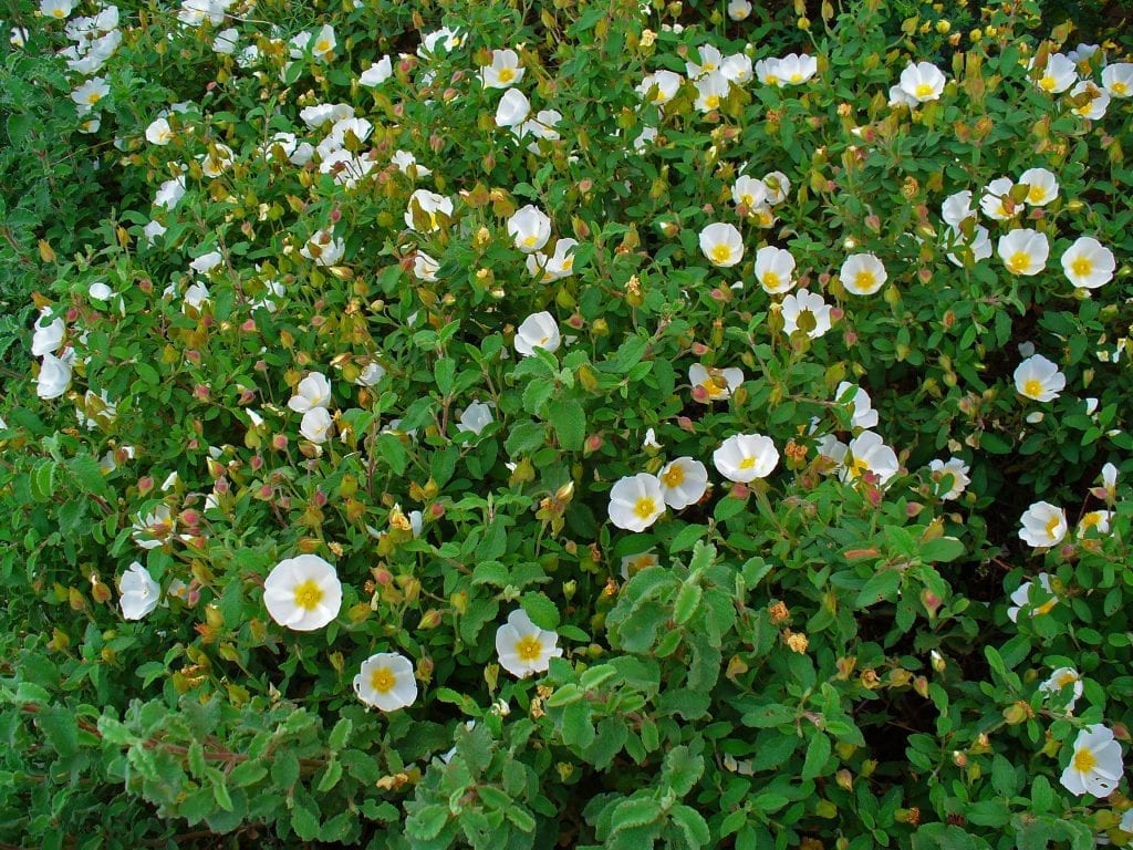 El Cistus salviifolius es un arbusto muy decorativo