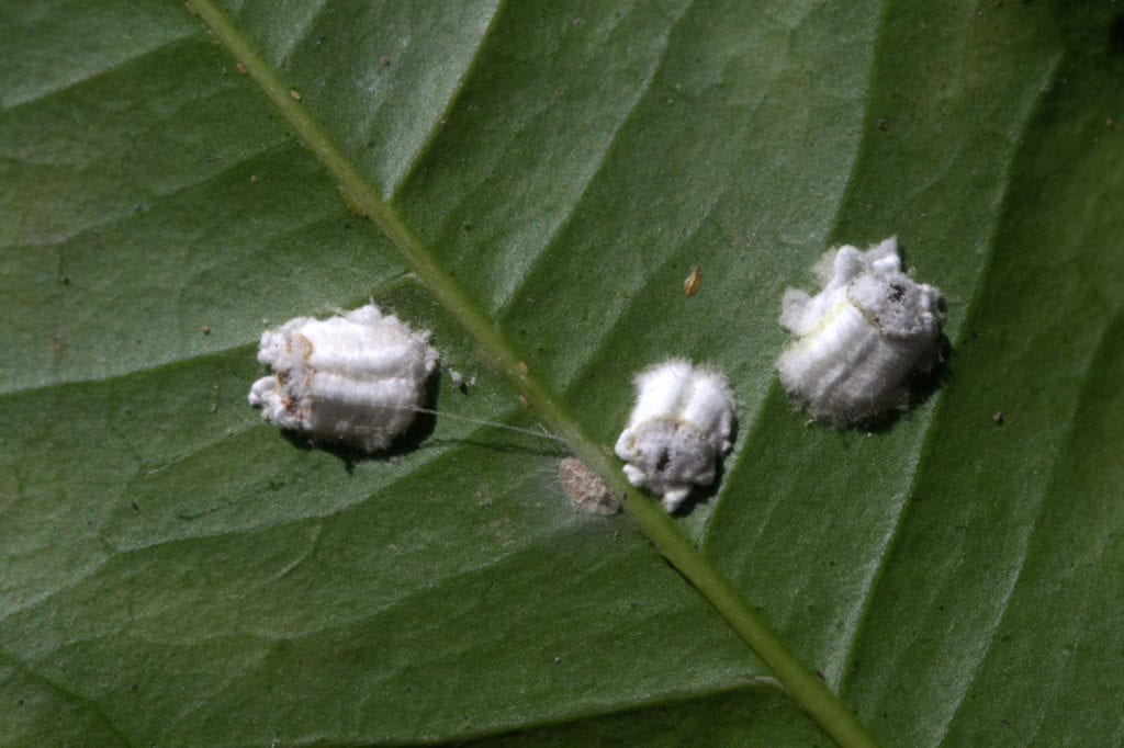 Las cochinillas pueden afectar al Cistus salviifolius