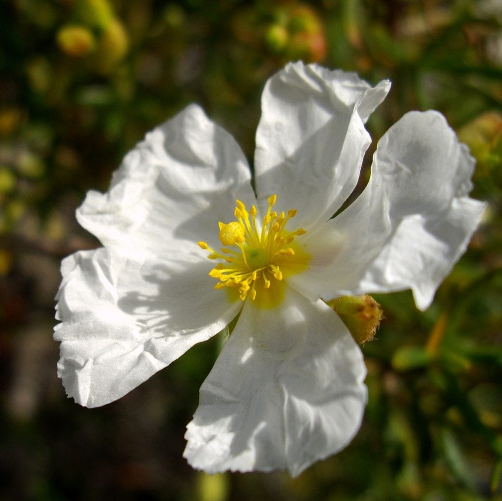 Las flores del Cistus salviifolius brotan en primavera