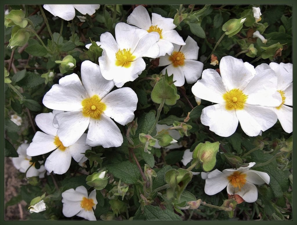 Las flores del Cistus salviifolius son blancas