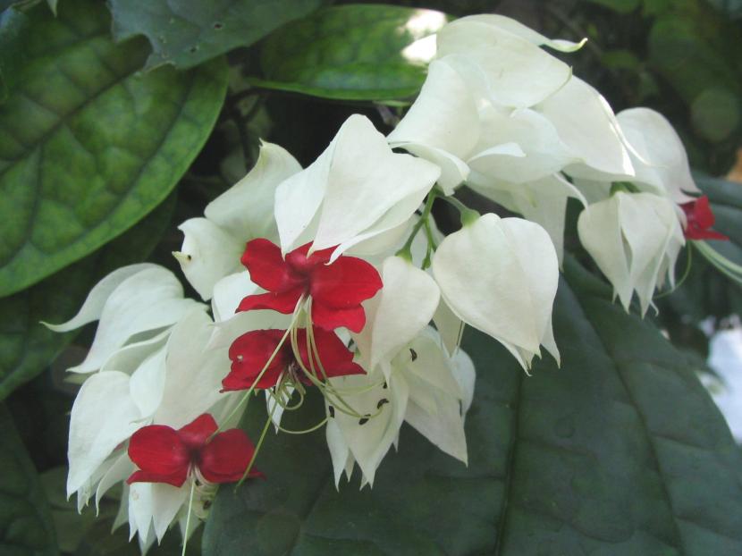 Clerodendron thomsoniae