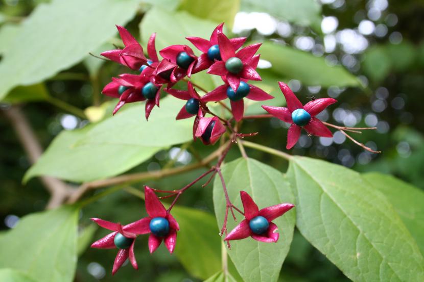 Clerodendro: cuidados del thomsoniae y del trichotomum