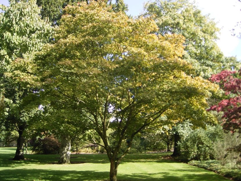 Acer palmatum 'Osakazuki'