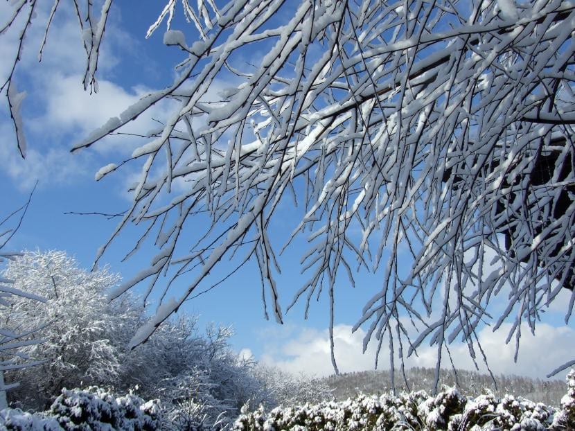 Las plantas hibernan durante el invierno