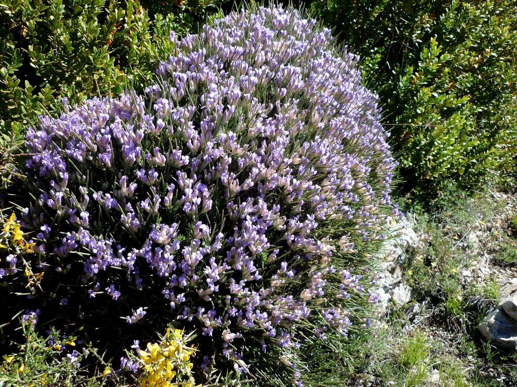 Cojín de monja (Erinacea anthyllis): cultivo y cuidados