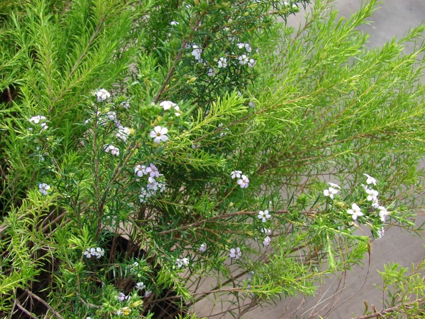 Coleonema pulchellum