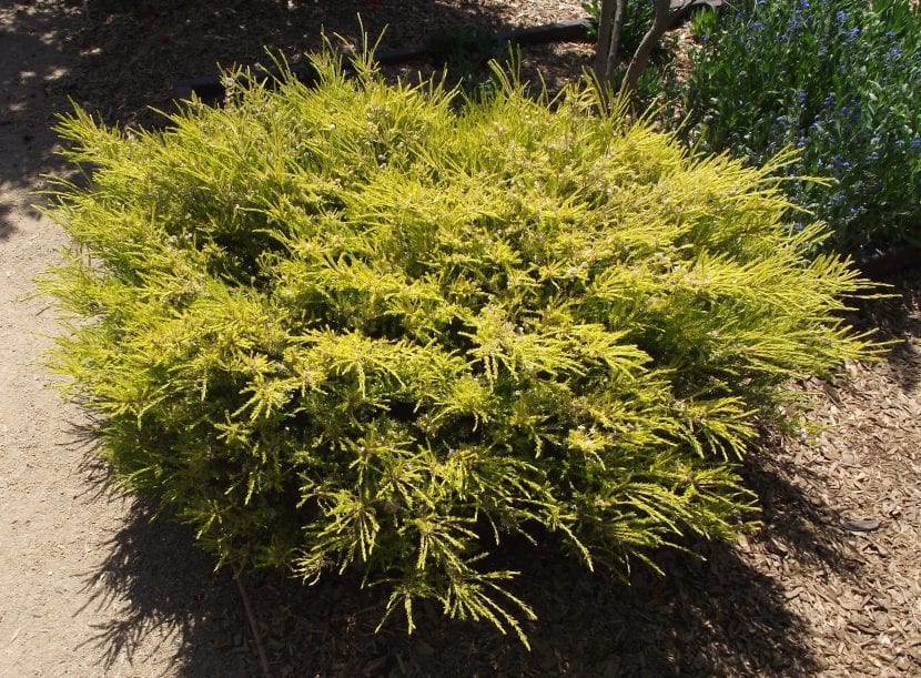 Coleonema pulchrum 'Pacific Gold'