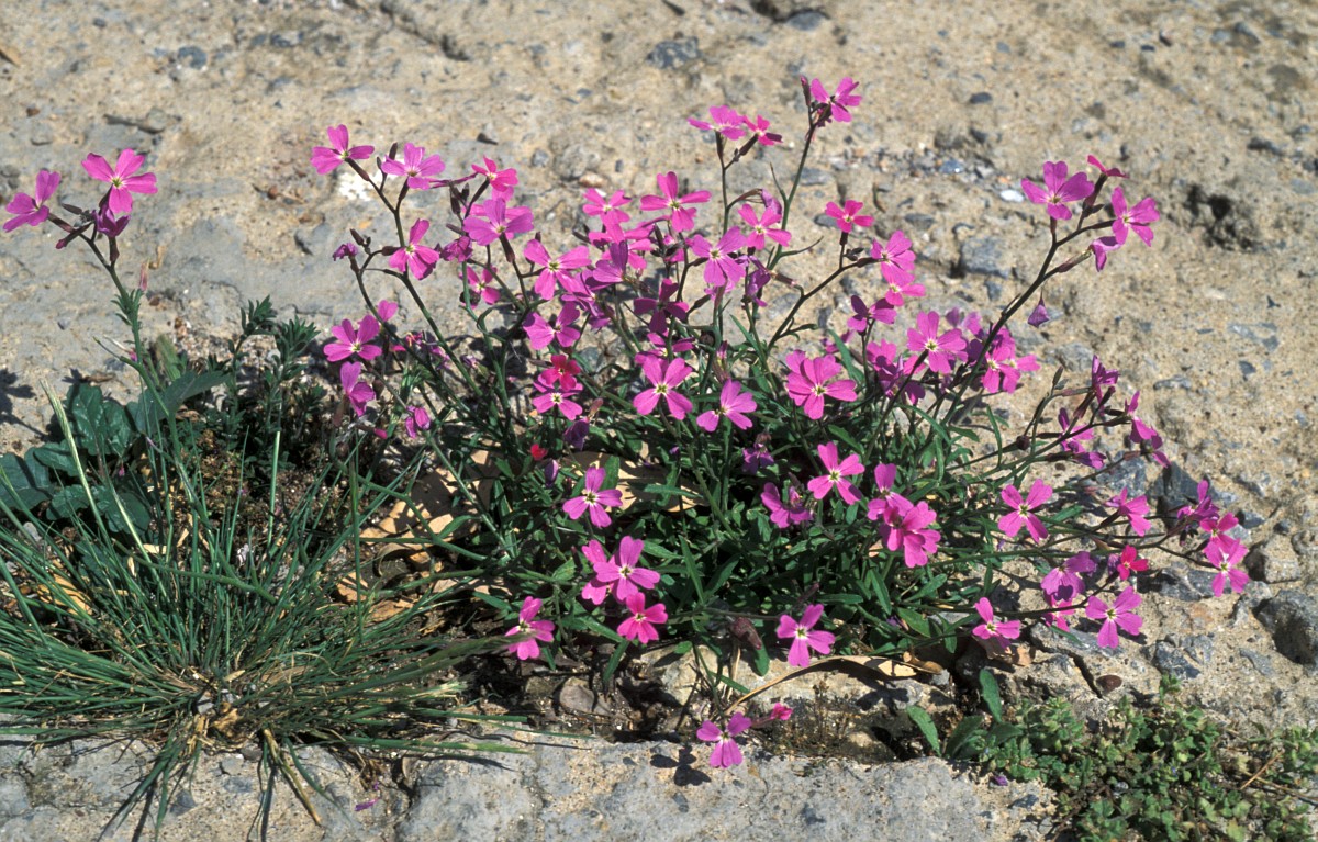 arbusto que sobre sale del suelo con flores rosas