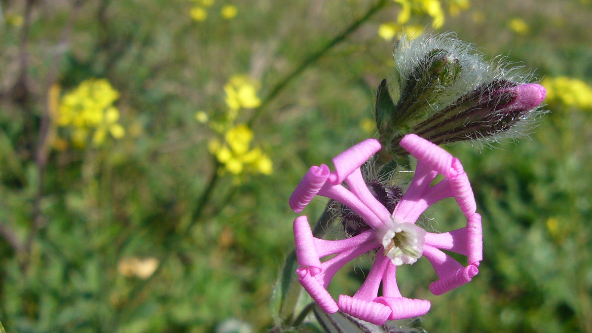 imagen de cerca de una flor de color rosa abierta