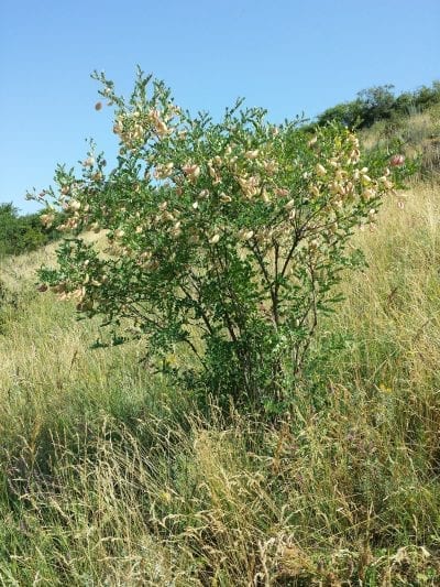 Colutea arborescens en hábitat