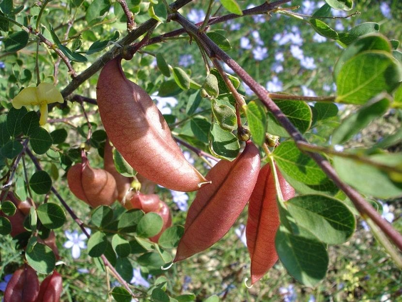 Legumbres de la Colutea arborescens