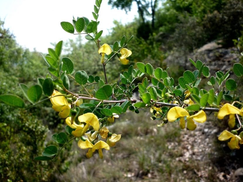 Flores amarillas de Colutea arborescens