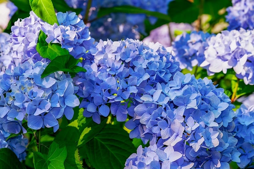 Cómo cambiar el color de tus hortensias: azul o rosa