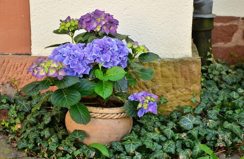 Las flores de hortensias son tan bonitas, que es natural querer cortarlas para mostrar los distintos colores en el interior de tu casa