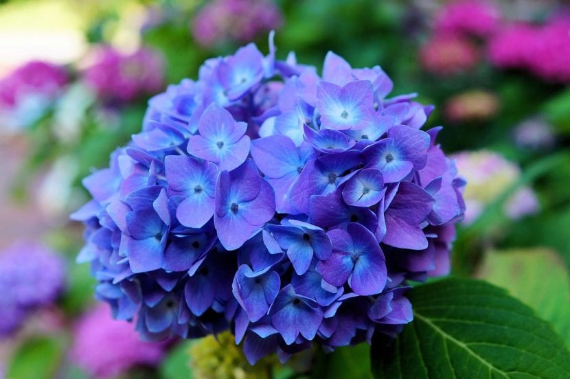 Inflorescencia de hortensia de flor azul