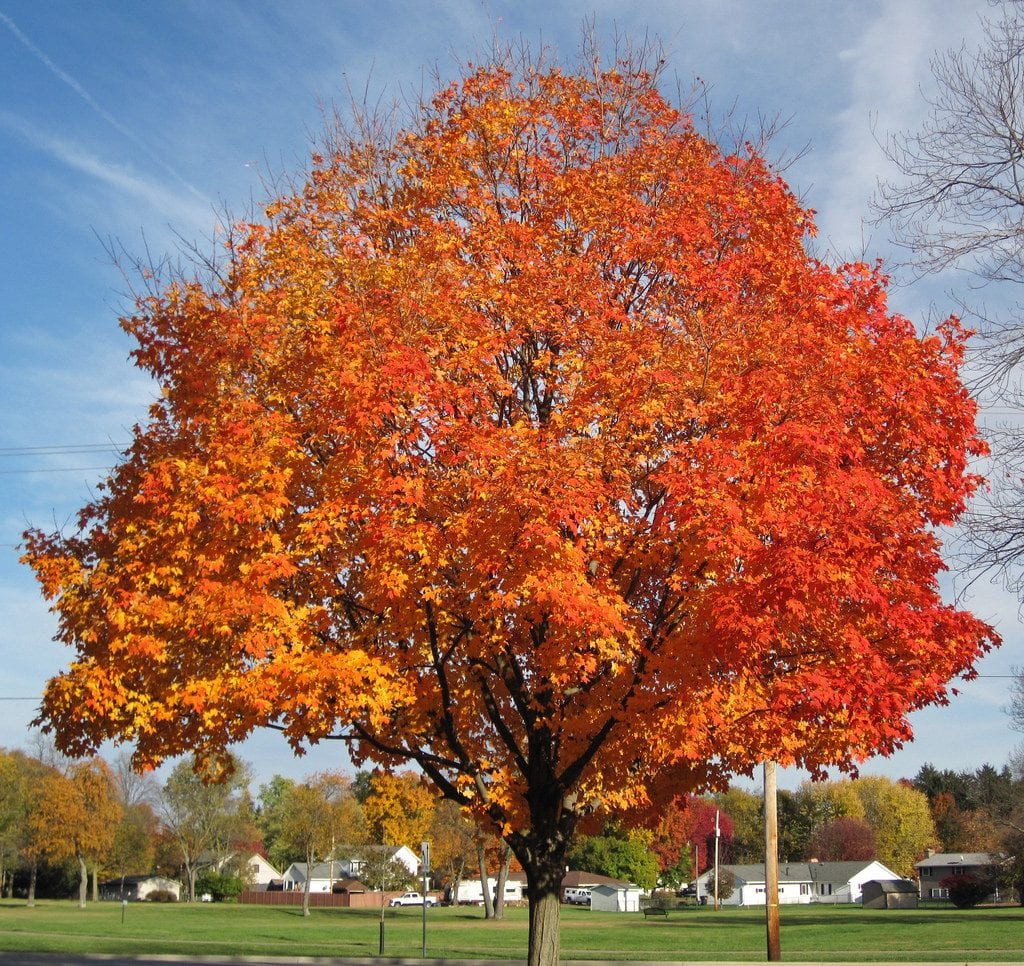 Acer saccharum