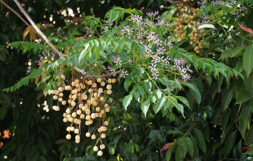 Hojas y frutos de la Melia azedarach