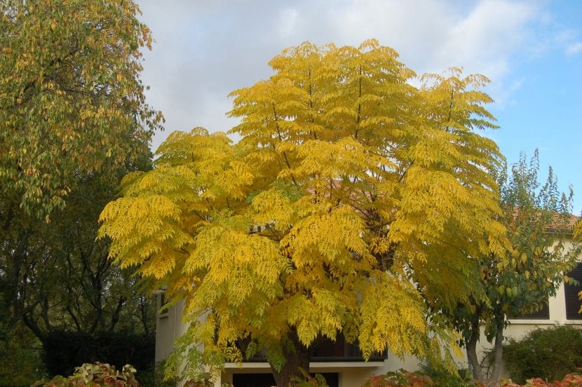 Árbol de Melia azedarach en otoño