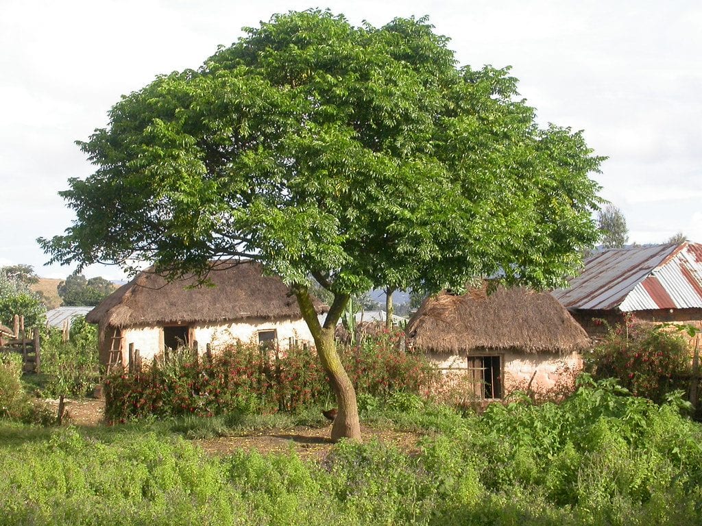 Vista del cinamomo