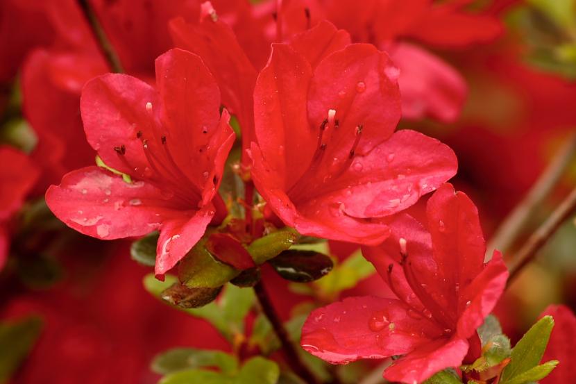Azalea flor roja
