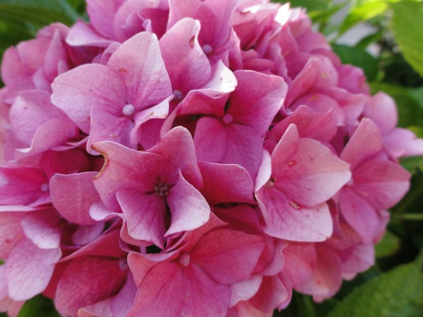 Cómo cuidar las hortensias: riego, suelo y poda