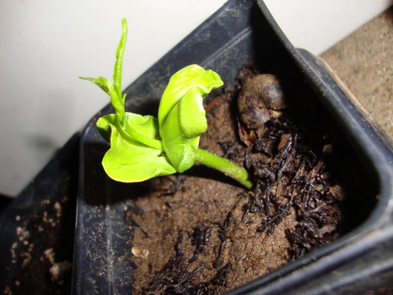 Plántula joven de baobab