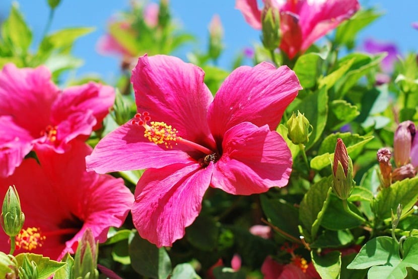 Cómo cultivar hibisco en el jardín y en maceta