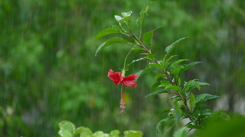 Como podemos cultivar hibisco