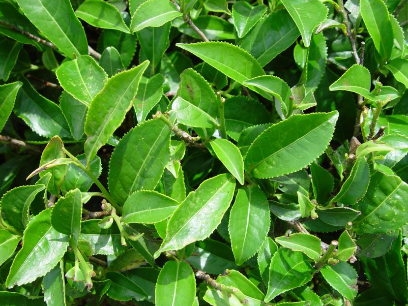 Camelia