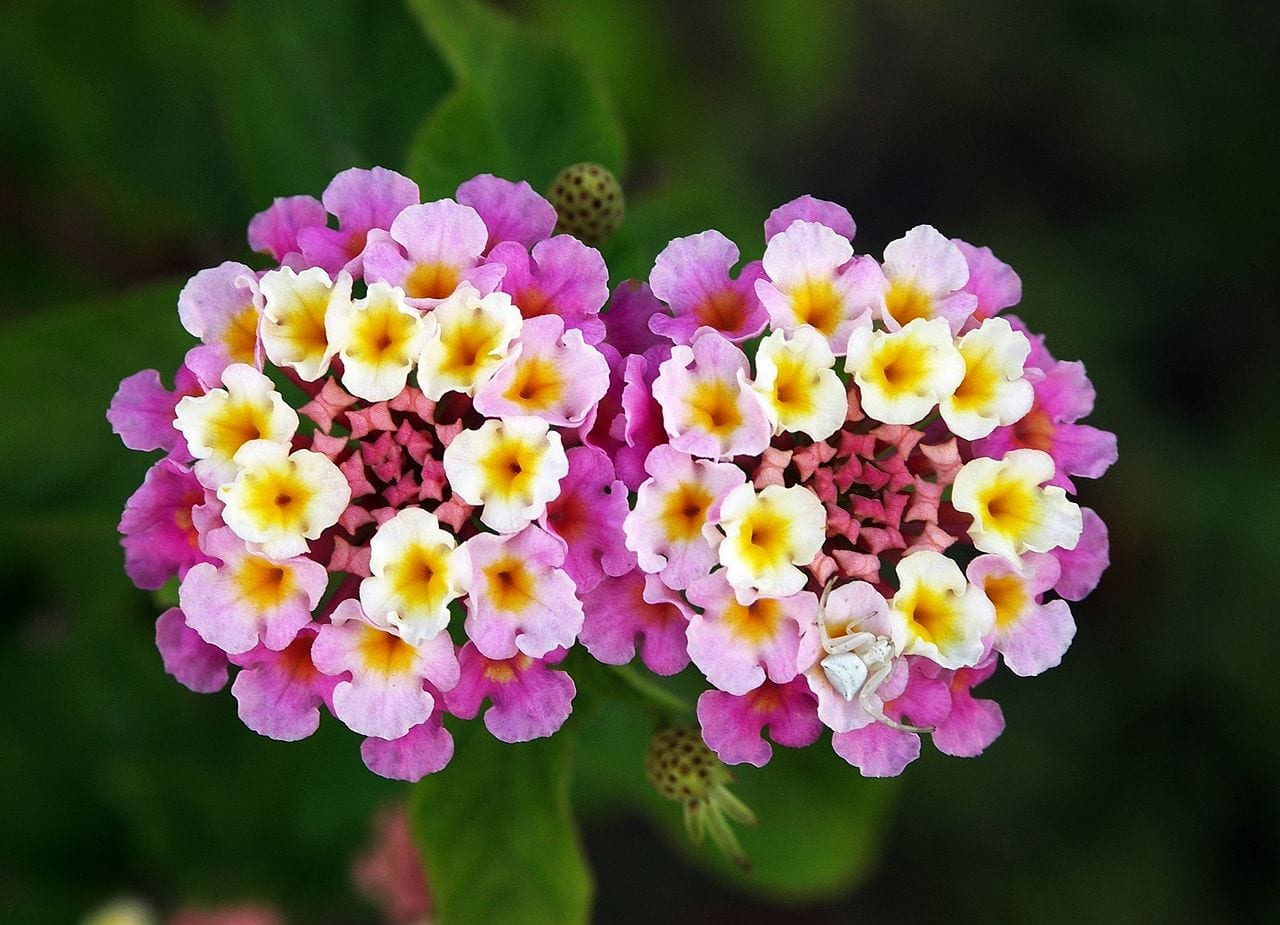 Cómo cultivar lantana: sol, poda y multiplicación