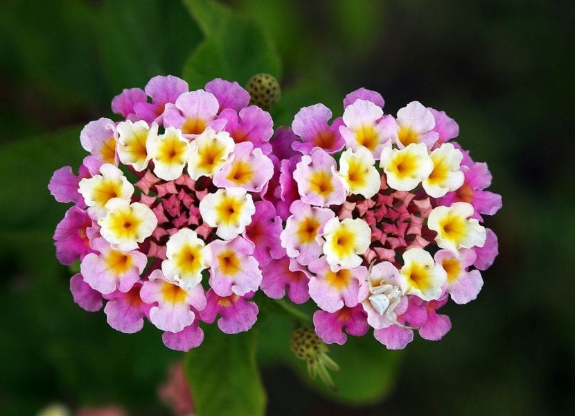 Lanta de flor rosa