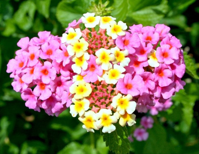 Lantana en flor