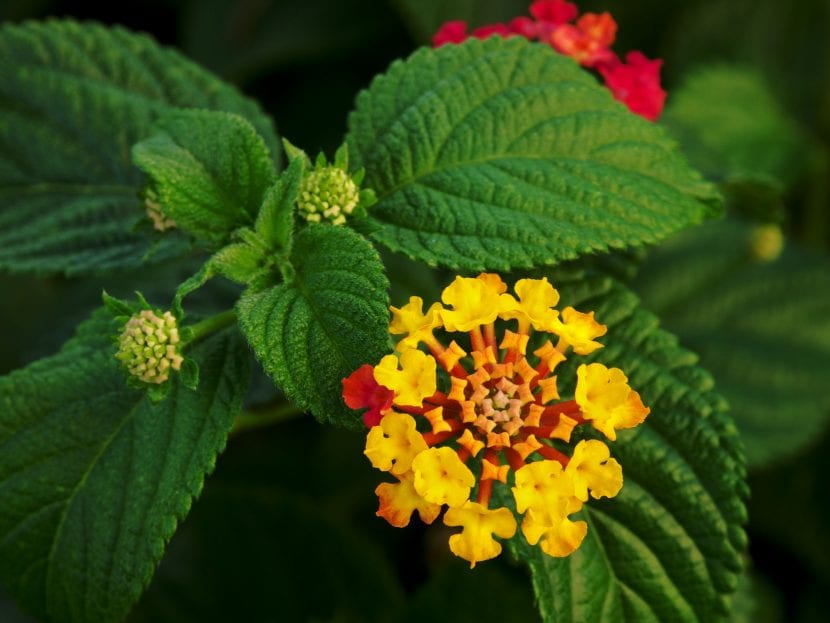 Lantana de flor amarilla