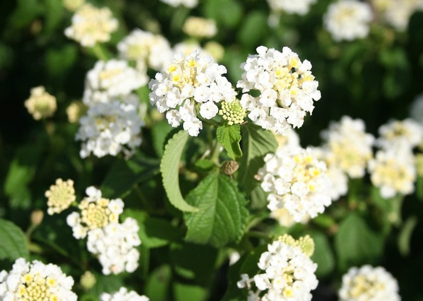 Lantana de flor blanca
