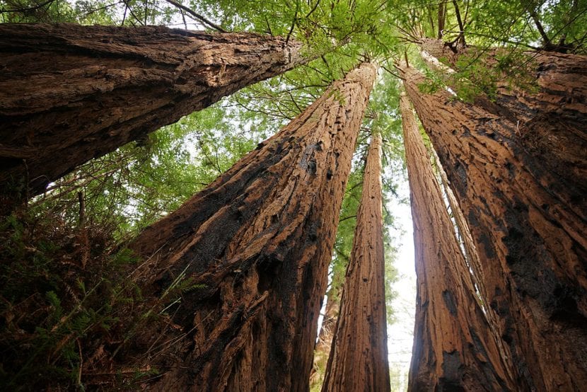 Grupo de Sequoia sempervirens