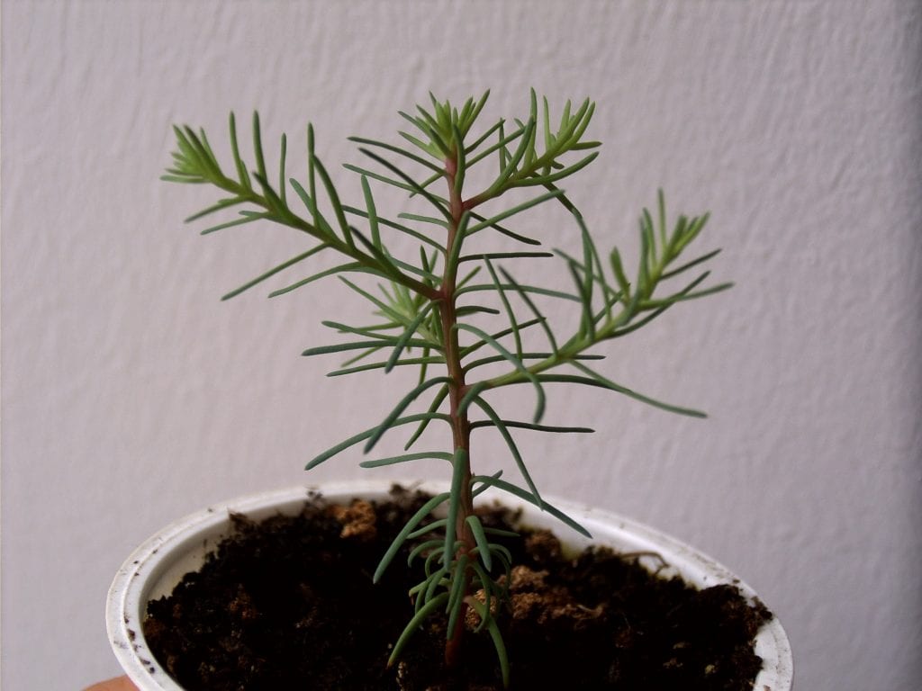 Cómo cultivar una secuoya gigante desde semilla