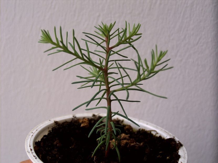 Sequoiadendron giganteum plantita