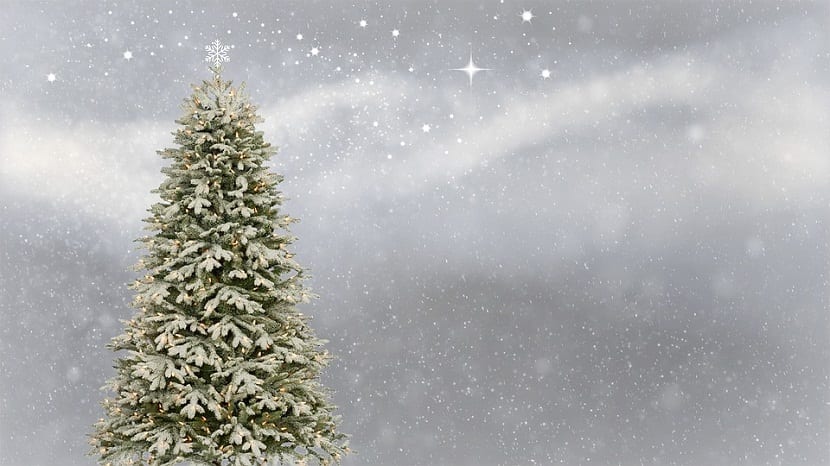 abetos apra colocar como arbol de navidad