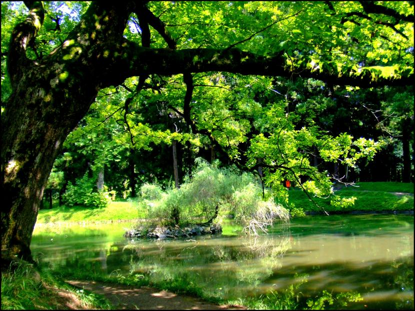 Árbol en jardín