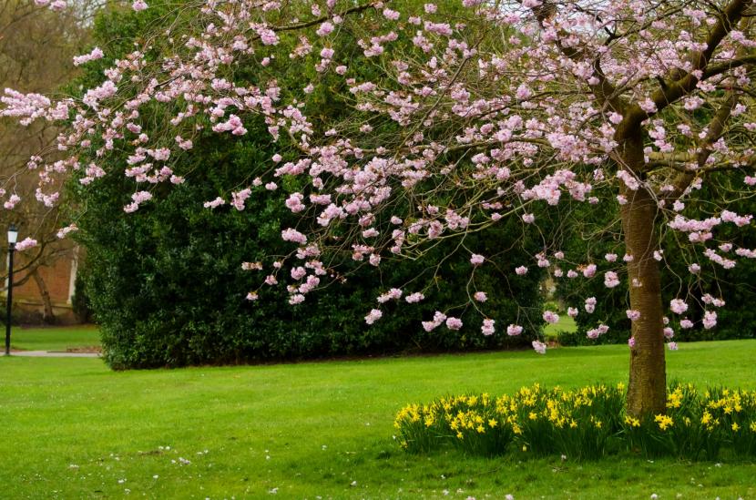 Cómo elegir el mejor árbol para tu jardín paso a paso