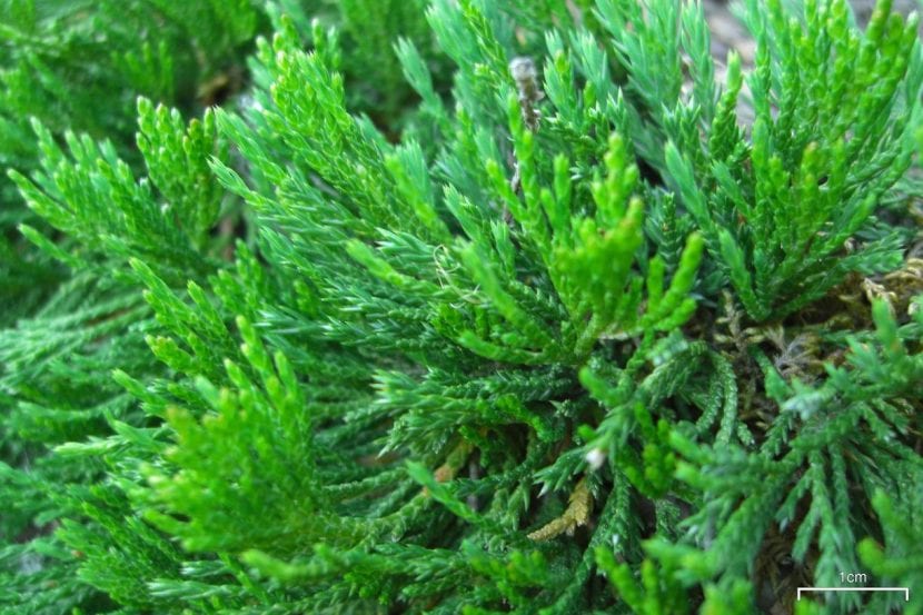Detalle de las hojas de Juniperus horizontalis