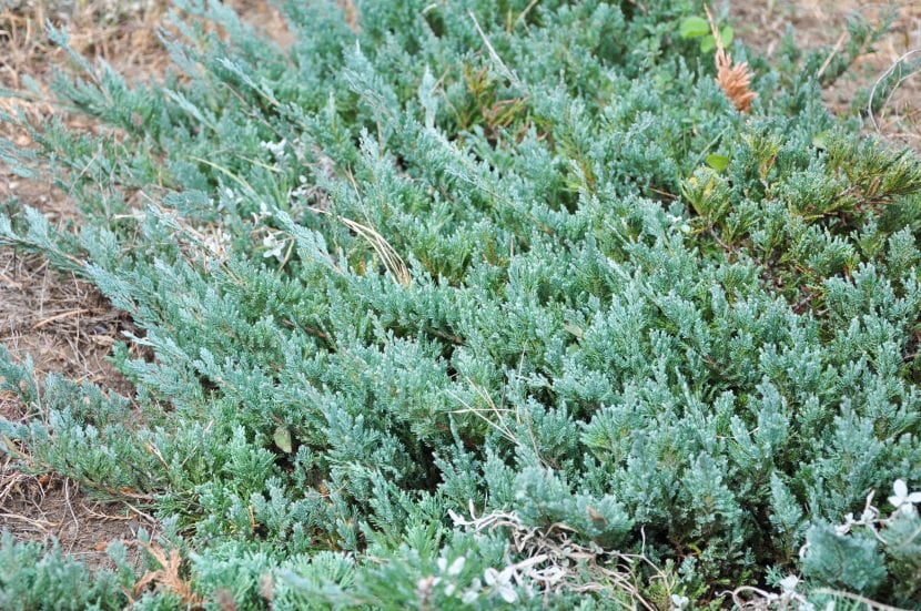 Ejemplar de Juniperus horizontalis