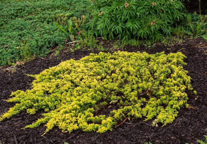 Ejemplar de Juniperus horizontalis 'Mother Lode'