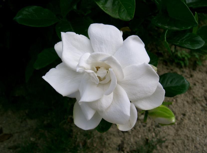 Gardenia jasminoides